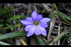 阿里山龍膽-花31.jpg