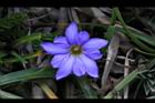 阿里山龍膽-花32.jpg