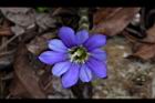 阿里山龍膽-花38.jpg