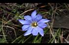 阿里山龍膽-花40.JPG