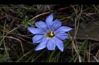 阿里山龍膽-花41.JPG