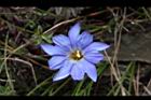 阿里山龍膽-花42.JPG