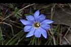 阿里山龍膽-花43.JPG
