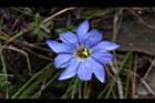 阿里山龍膽-花44.JPG