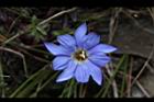 阿里山龍膽-花45.JPG