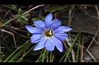 阿里山龍膽-花46.JPG
