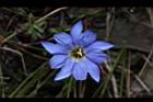 阿里山龍膽-花47.JPG