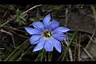 阿里山龍膽-花48.JPG
