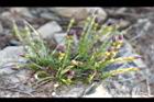 阿里山龍膽-花苞2.jpg