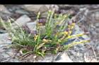阿里山龍膽-花苞4.jpg