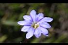 阿里山龍膽-雌蕊0.jpg
