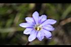 阿里山龍膽-雌蕊1.jpg