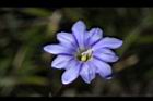 阿里山龍膽-雌蕊3.jpg