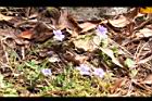 阿里山龍膽13.jpg