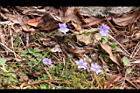 阿里山龍膽16.jpg