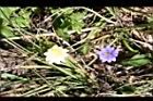 阿里山龍膽47.jpg