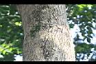 降香黃檀-莖03.JPG