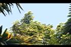 降香黃檀04.JPG