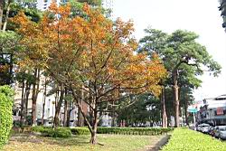 雀榕-黃葉28.JPG