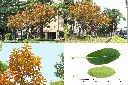 雀榕-黃葉1.jpg