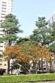 雀榕-黃葉03.JPG