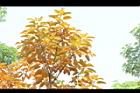 雀榕-黃葉33.JPG