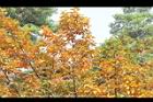 雀榕-黃葉36.JPG