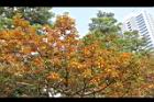 雀榕-黃葉38.JPG