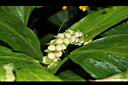 雙翅舞花薑-株芽00.JPG