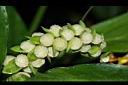 雙翅舞花薑-株芽01.JPG