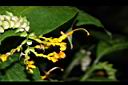 雙翅舞花薑-花00.JPG