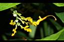 雙翅舞花薑-花01.JPG