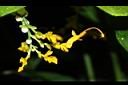 雙翅舞花薑-花03.JPG