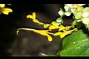 雙翅舞花薑-花04.JPG