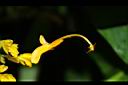 雙翅舞花薑-花06.JPG