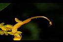 雙翅舞花薑-花07.JPG