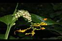 雙翅舞花薑-花株芽1.JPG