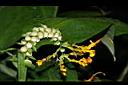 雙翅舞花薑-花株芽2.JPG