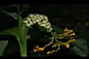 雙翅舞花薑-花株芽3.JPG