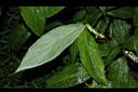 雙翅舞花薑-葉01.JPG