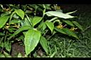 雙翅舞花薑06.JPG
