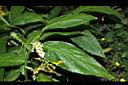 雙翅舞花薑08.JPG