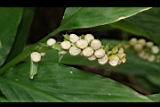 雙翅舞花薑-株芽02.JPG