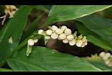 雙翅舞花薑-株芽03.JPG