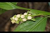 雙翅舞花薑-株芽04.JPG