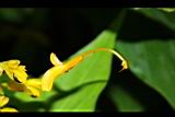 雙翅舞花薑-花05.JPG