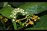 雙翅舞花薑-花株芽4.JPG