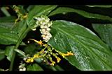 雙翅舞花薑-花株芽5.JPG