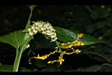 雙翅舞花薑-花株芽6.JPG