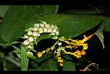 雙翅舞花薑-花株芽7.JPG